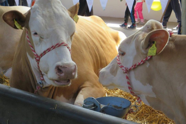 Prekomjeran uvoz nagomilao višak junadi