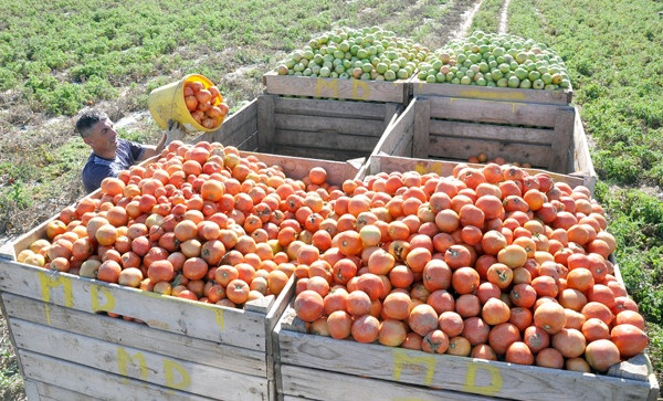 Loša godina za ratare: Kupcima skupo, proizvođači tvrde da rade sa gubitkom