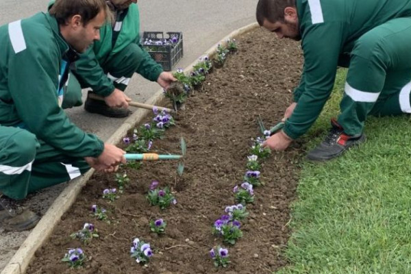 Počelo jesenja sadnja cvijeća u Bijeljini /FOTO/