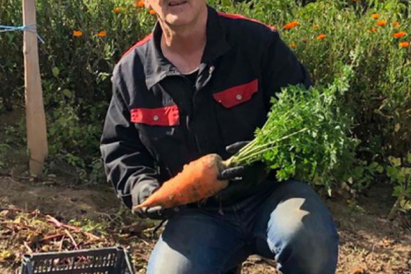 Organski uzgojena mrkva u Novom Travniku teža od kilograma