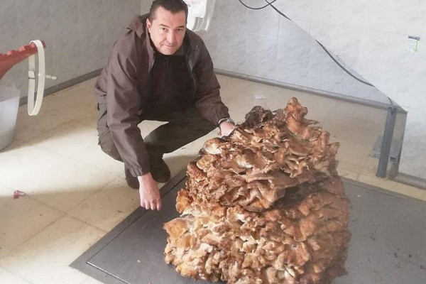 Španski kuvar pronašao gljivu tešku 68 kilograma