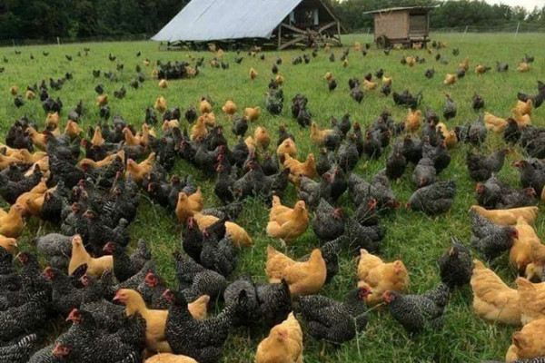 Muškarac greškom kupio 1.000 kokoški na onlajn aukciji