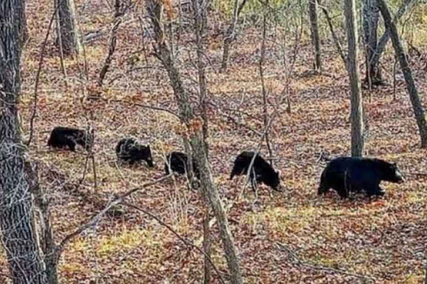 MEDVJEDI MARŠIRALI MAJEVICOM Neobičan prizor zabilježen na vrhu planine u BiH