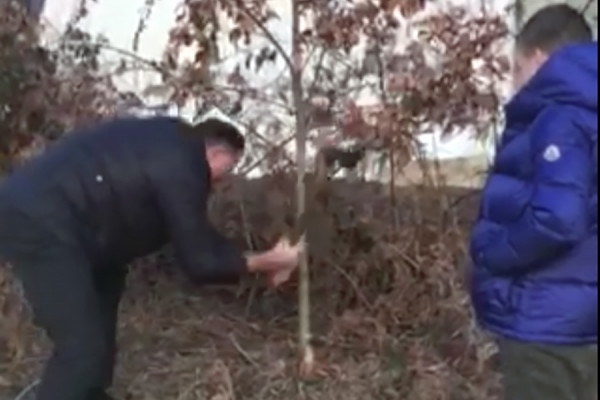 Dodik sa unukom ranom zorom odsjekao badnjak