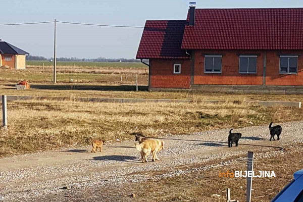 Mještani bijeljinskog naselja Pet jezera žive u strahu od pasa lutalica