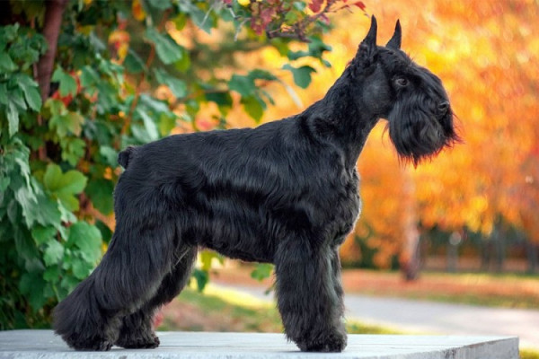 Neobična krađa : Lopovi iz dvorišta ukrali psa vrijednog 1.000 maraka