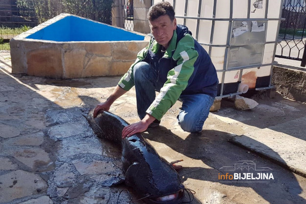 „BORBA“ JE TRAJALA SAT VREMENA Bijeljinac upecao soma od 30 kilograma /FOTO/