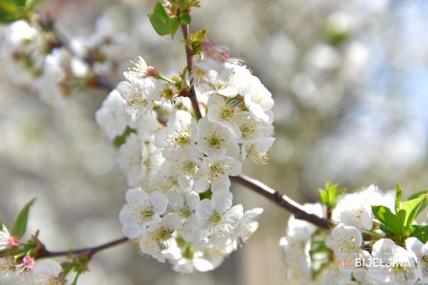 Proljeće stiže 20. marta, u noći sa četvrtka na petak