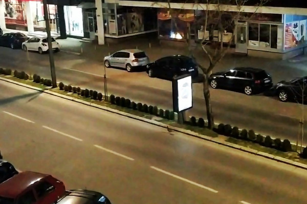 Fazan „prošetao“ pustim bijeljinskim ulicama /VIDEO/