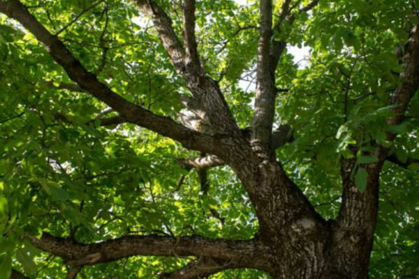Zašto je ORAH otrovan i zašto se ne smije SADITI u blizini KUĆE?