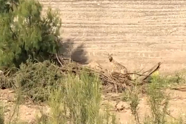 Ptica trkačica i u stvarnom životu nadmudrila i pobjegla od kojota (VIDEO)