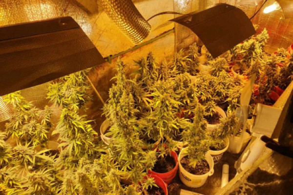 Pretres u Banjaluci, pronađena laboratorija za uzgoj droge