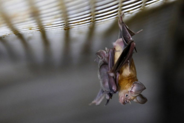 Bića korona virusa: Slijepi miševi i druge životinje