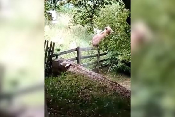 Pio je kafu sa komšinicom u dvorištu, a onda im se PRIDRUŽIO MEDVJED (VIDEO)