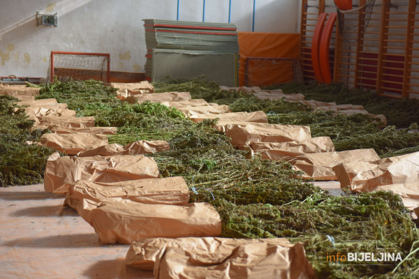 ZATEČENE DOK SU OBILAZILE BILJKE Dvije osobe uhapšene zbog proizvodnje i trgovine drogom