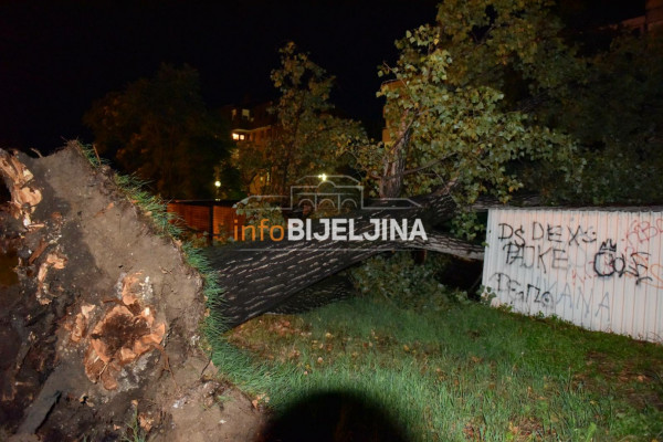 STANARI ČULI JAK UDAR: Veliko stablo palo na parking u Bijeljini, uništeno više vozila /FOTO/