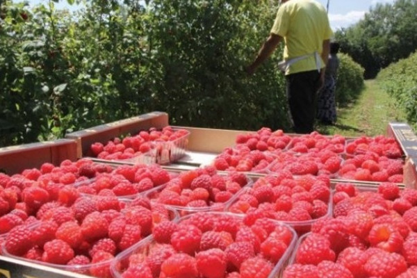 Berba maline pri kraju, otkupna cijena se još ne zna