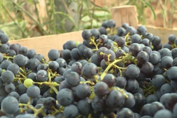 Zabranjen uvoz 12.426 kilograma grožđa iz Albanije