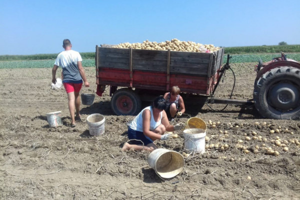 KVALITETOM OSVAJAJU TRŽIŠTE Poljoprivrednici iz sela kod Bijeljine zadovoljno trljaju ruke