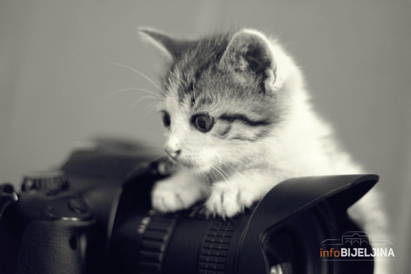 Virusolog: Neka istraživanja ukazuju da niko ko ima mačke nije oboleo