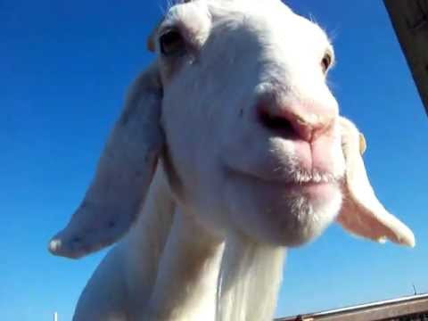 Koza prestupnica uznemiravala pripadnicu reda i mira: Ušla u kola, pa pokušala da pojede prekršaje