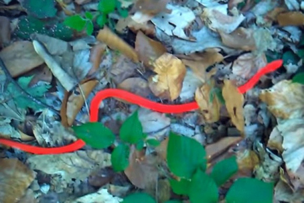 Nepoznata zmija jarko crvene boje snimljena u Kuršumliji
