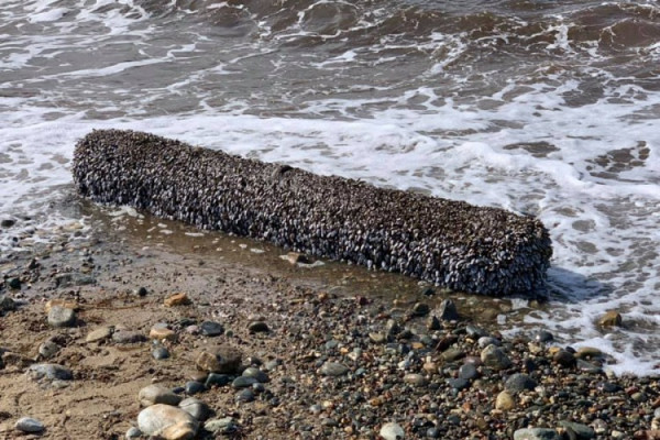 Našli čudna stvorenja na plaži, iznenadila ih je njihova vrijednost