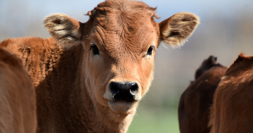 Amerikanka pritvorena jer je šetala tele po Crvenom trgu u Moskvi 