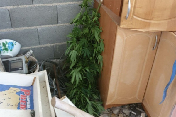 Žena gajila kanabis u selu