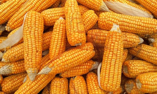Stanje usjeva i vrijeme obećavaju: Za kukuruz ove godine nema zime