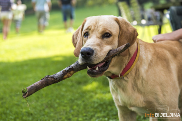 Bijeljina: Iz lovačke puške ubio DVA PSA