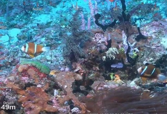 Australija: Naučnici otkrili najviši koralni greben na svijetu (VIDEO)