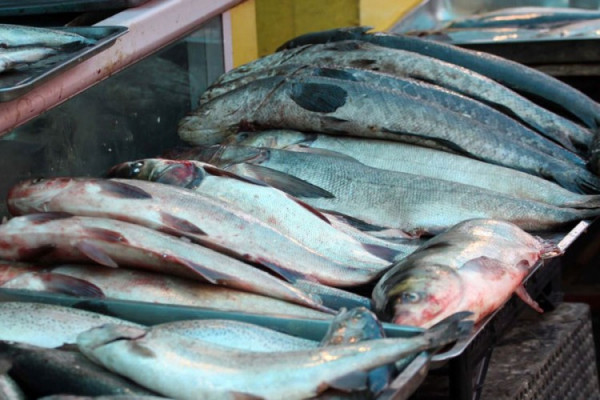 Povećan izvoz ribe iz BiH