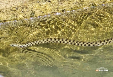 Bijeljinski komunalci nisu nadležni: Kome se obratiti ako vidite zmiju u dvorištu? (FOTO)
