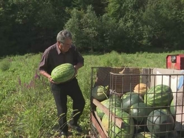 Pero iz Prnjavora ni sa 90 godina ne odustaje od proizvodnje lubenica