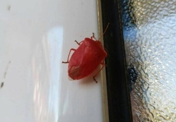 "Iz Černobilja nam stigla RADIOAKTIVNA SMRDIBUBA"