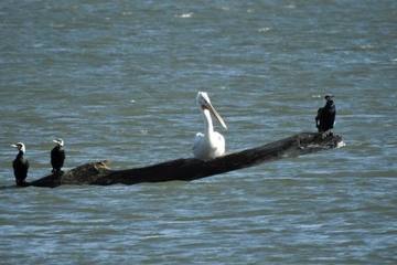Potvrđeno prisustvo ptičjeg gripa u Crnoj Gori