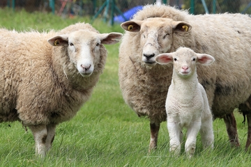 Potvrđena bruceloza kod ljudi i ovaca