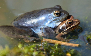Neobičan oglas u BiH: Traži se plava žaba, pronalazaču vrijedna nagrada