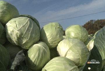 Semberski kupus dobio oznaku geografskog porijekla, ali posao nije završen: Šta su naredni koraci?