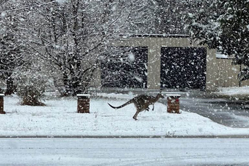 Snijeg u Australiji: Gradovi okovani, kenguri se raduju 