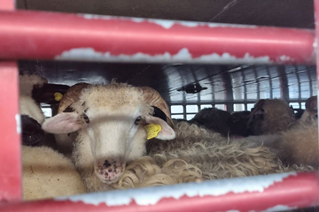 Veterinarska inspekcija uputila apel: Evo gdje kupovati domaće životinje