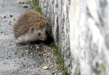 Ako vidite JEŽA U BAŠTI, nikako ga ne tjerajte, to je DOBAR ZNAK