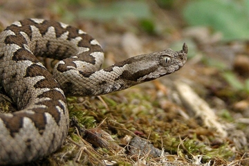 Zabilježen prvi slučaj ugriza zmije ove godine u Srpskoj