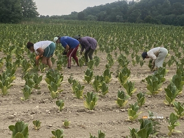 U Semberiji počela berba duvana: Koliku dnevnicu mogu očekivati radnici? (FOTO)