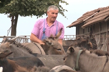 Uzgaja 150 magaraca zbog mlijeka koje jača imunitet: Sve proda na kućnom pragu