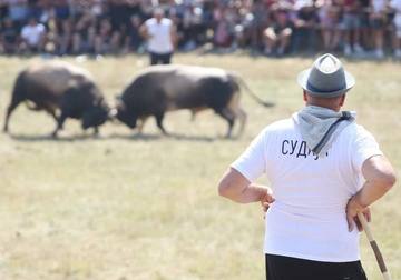 Bik pobjednik Kočićevog zbora prodat za sumu za koju se može kupiti STAN, ali to nije kraj priče