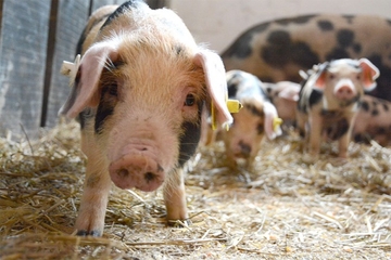 Praznici podižu cijenu prasića