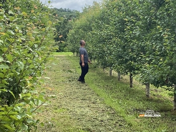 Nema šljive na Majevici – hoće li postati luksuz kao trešnja?