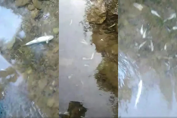 Ekološka katastrofa na Neretvi: Stotine hiljada mrtvih riba u okolini hidroelektrane